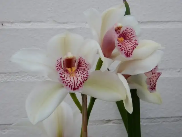Close-up of several white orchid flowers with broad petals and pink-and-red speckled centers, growing on green stems against a light gray painted brick wall.
